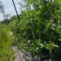 Parcelle communale de Grabels exploitée en maraichage près de Montpellier.