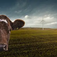 Image d'une vache devant une éolienne