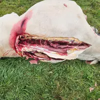 Vache charolaise retrouvée dépecée dans un champ