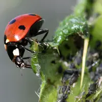 coccinelle sur une feuille