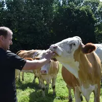 L'éleveur Xavier Le Gall au milieu de ses Simmental.