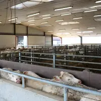 Lot de broutard