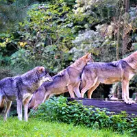 Meute de loups