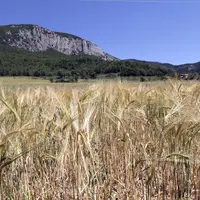 Champs d'orge bio devant une montagne