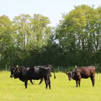 Haut conseil pour le climat