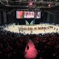 Concours limousin au Zénith d'Auvergne au Sommet de l'élevage 2023 à Cournon