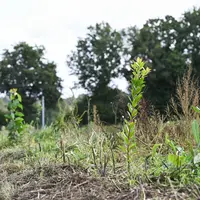 Plantation de haies agricoles