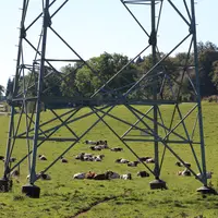 Vaches dans un pré sous une ligne à haute tension.