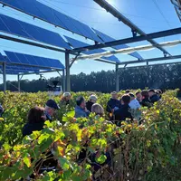 Des agriculteurs observant des vignes sous des ombrières photovoltaïques.