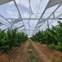 Panneaux agrivoltaïques au-dessus d'un vergers de nectariniers