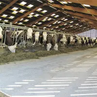Stabulation de vaches laitières