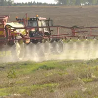 Pulvérisation de glyphosate sur des repousses de blé