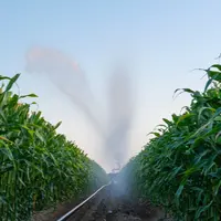 Irrigation de maïs