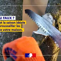 feux