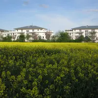 Construction d'habitations à côté d'un champ de colza