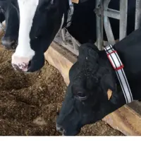 colliers Médria sur des vaches laitières