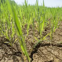 Culture d'orge de printemps en mars 2022