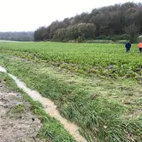 Champs de betteraves touché par les inondations dans le Pas de Calais.