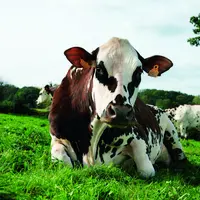 Oreillette, vache normande, égérie du Salon de l'agriculture 2024