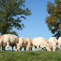 vaches charolaises au pré