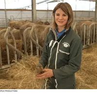 Bérénice Walton devant ses vaches Bazadaises