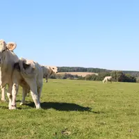 Vache charolaise dans un champs