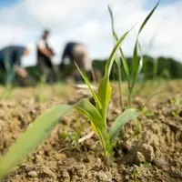 Sol agricole avec pousse de blé tendre en gros plan