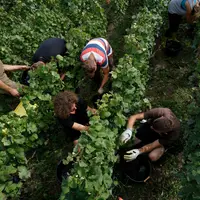 Vendanges en Champagne