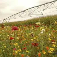 Jachère fleurie devant un champ de maïs et une rampe d'irrigation.