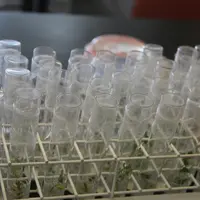 Tubes à essais contenant des recherches de biotechnologie végétale