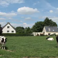 Vaches laitières pâturant devant un lotissement de maisons en zone périurbaine.