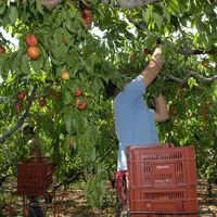 Saisonnier agricole ramassant des fruits dans le Rhône