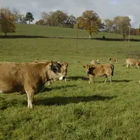 Jeune agriculteur devant son troupeau de vaches allaitantes.