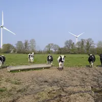 Vaches laitières près d'un parc éolien