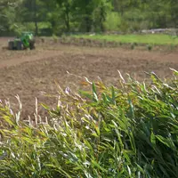 Plantation de bambous en Dordogne