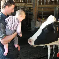 Un agriculteur avec son enfant dans les bras devant une vache laitière
