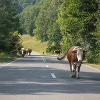 Vache sur une route départementale