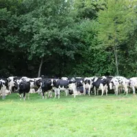 Troupeau de vache laitière en bordure de forêt