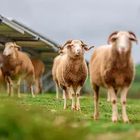 Moutons sous des panneaux agrivoltaïques