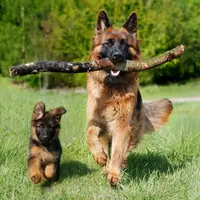 Un chien et un chiot en liberté dans la campagne