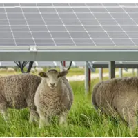 avis d'éleveurs sur les effets des panneaux agrivoltaïques