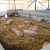 Bâtiment d'engraissement de porcs élevés en bio