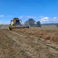 Moisson d'orge dans l'Hérault