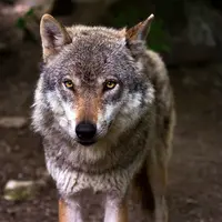 Loup