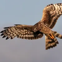 Busard cendré en plein vol