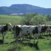 Vaches montbéliardes en montagne