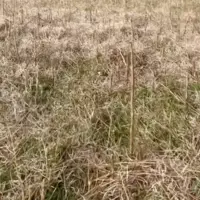 Une parcelle de colza ravagée par un orage en Bourgogne.