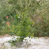 Appel à projets agroforesterie