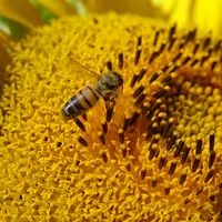 abeille butinant des capitules (fleurs) de tournesol en pleine floraison en été (juillet) en Charente-Maritime