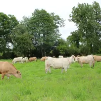 Vaches à l'herbe
